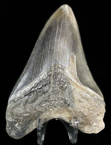 Bargain Megalodon Tooth - South Carolina #45944